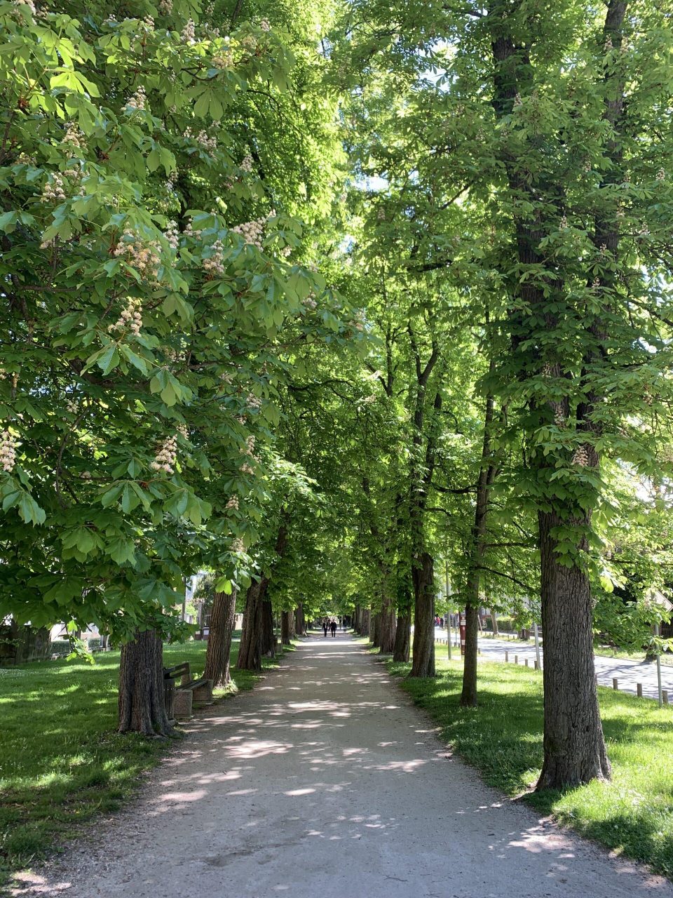 Raznolikost mariborskih dreves